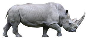 Rhino PNG-24801